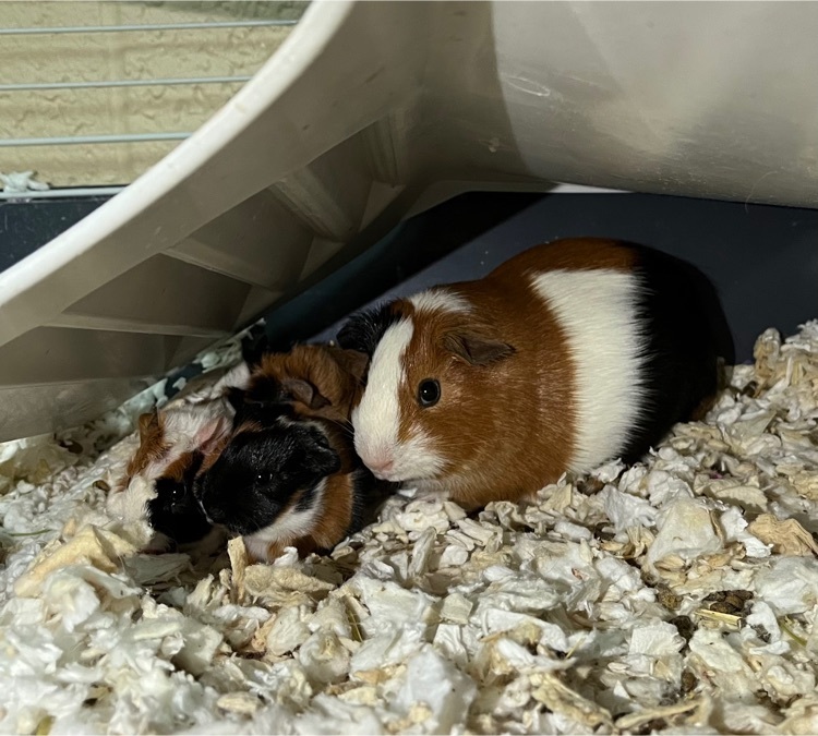 guinea pig babies 
